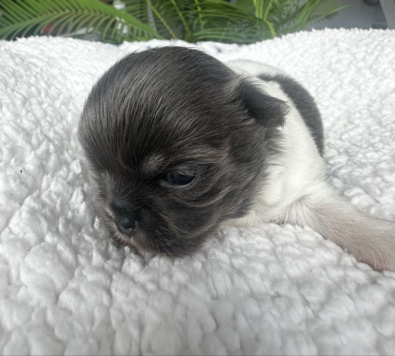 Długowłosy piesek chihuahua