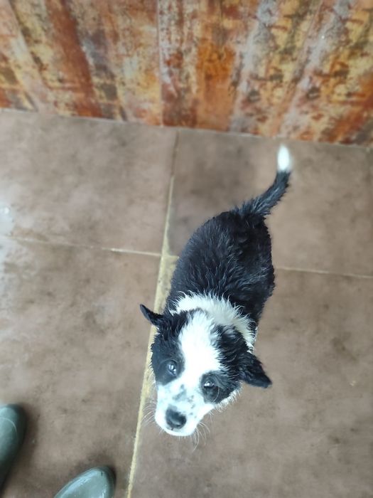 Nesquick e Chocapic - Border Collie, 2 meses