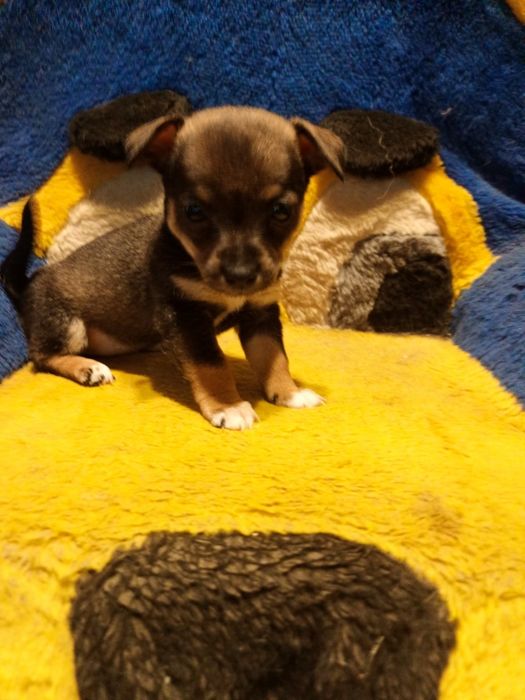 Міні дівчинка чихуахуа