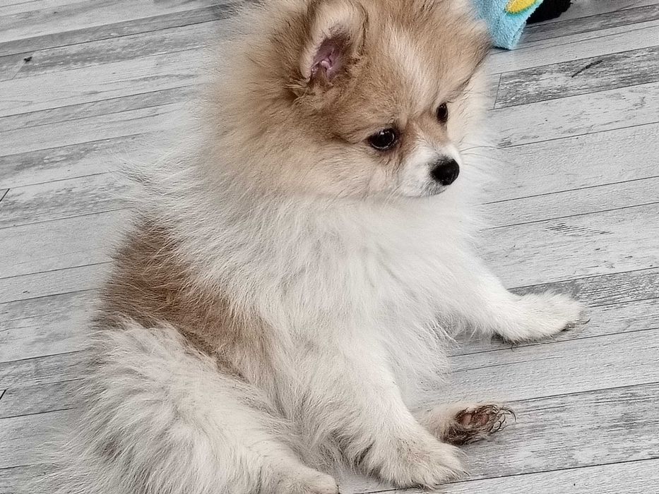 Szpic miniaturowy pomeranian