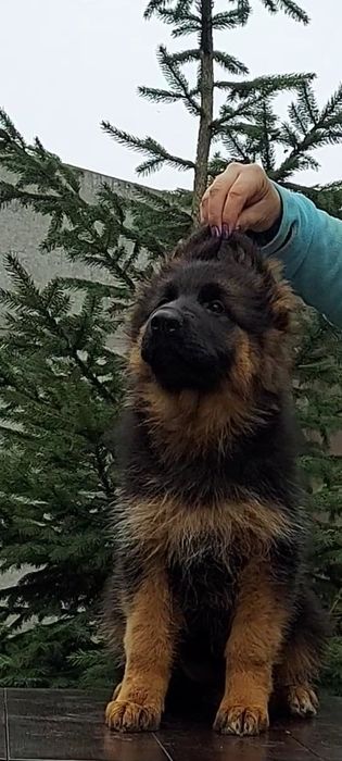 Єлітна дівчинка німецької вівчарки