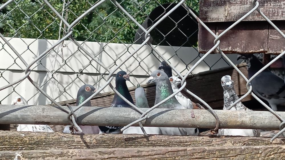 Sprzedam gołębie pocztowe