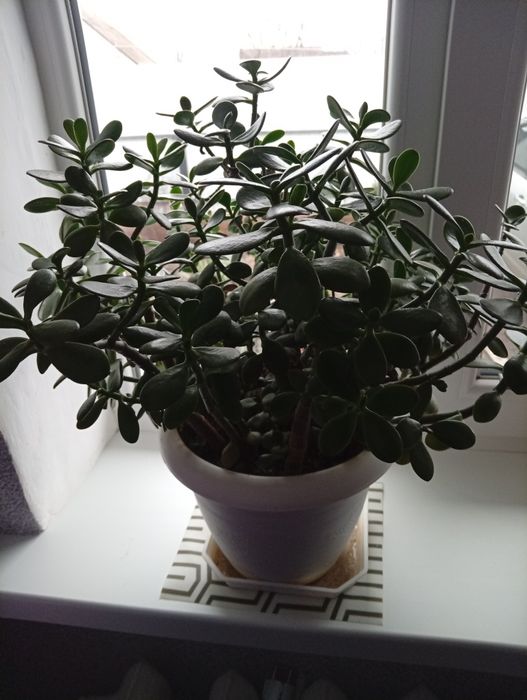 Кімнатна рослина - Грошове дерево.