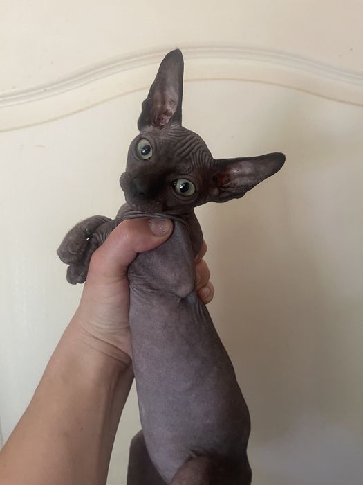 Красунчик чорний сфінкс