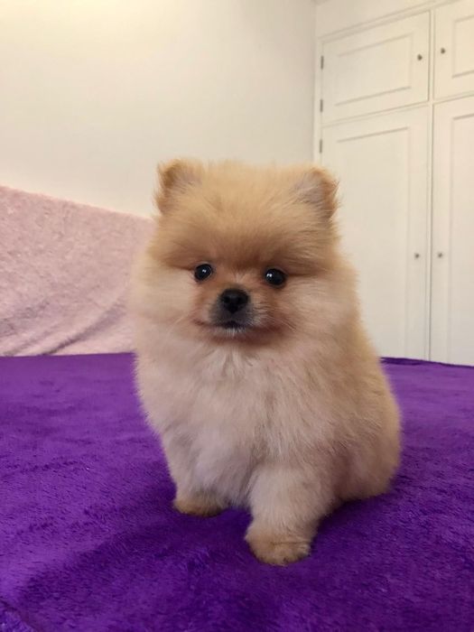 Fêmea Lulu da Pomerânia