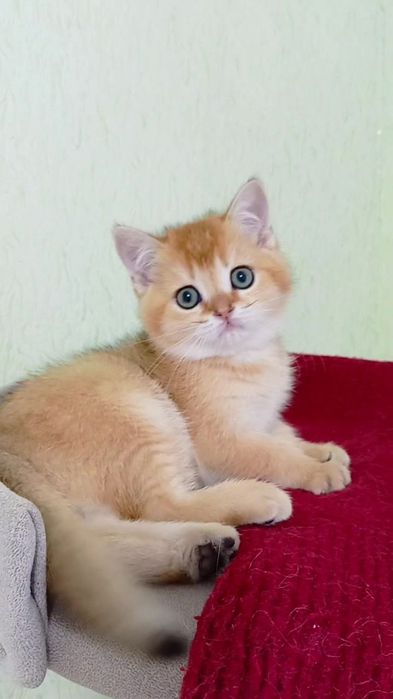 Золотая шиншилла. Шотландский прямоухий котик