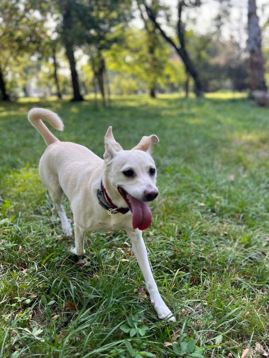 Sunia Niki do adopcji