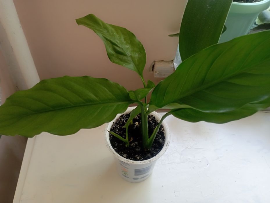 Спатефіліум. Жіноче щастя