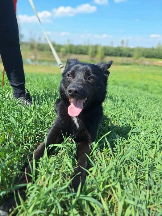 Onyx -, kocha ludzi spacery oraz życie pełne przygód