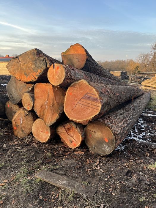 Modrzew tartaczny  dłużyca i kłoda