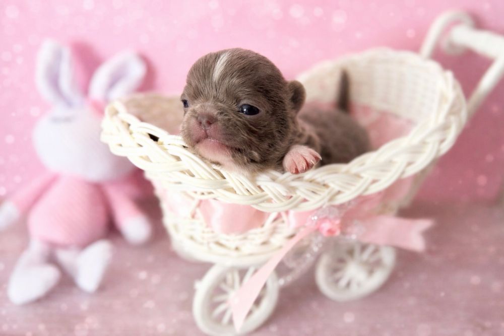 ***Mini liliowy przepiękny chłopczyk chihuahua***