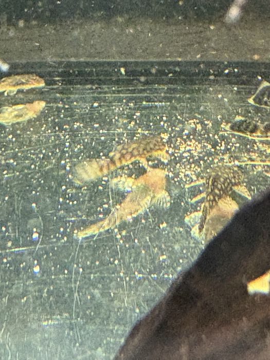 Glonojad paraguay 3-4 cm