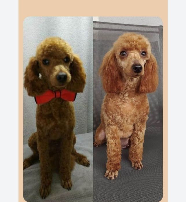 Pudel toy red  brown