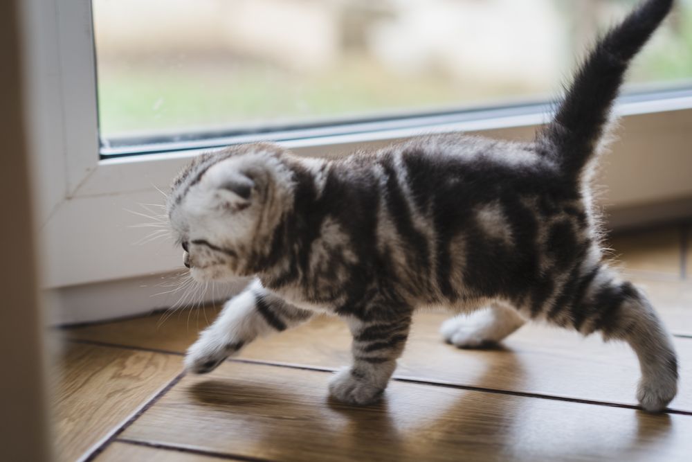 Шотландське висловухе мармурове Котеня