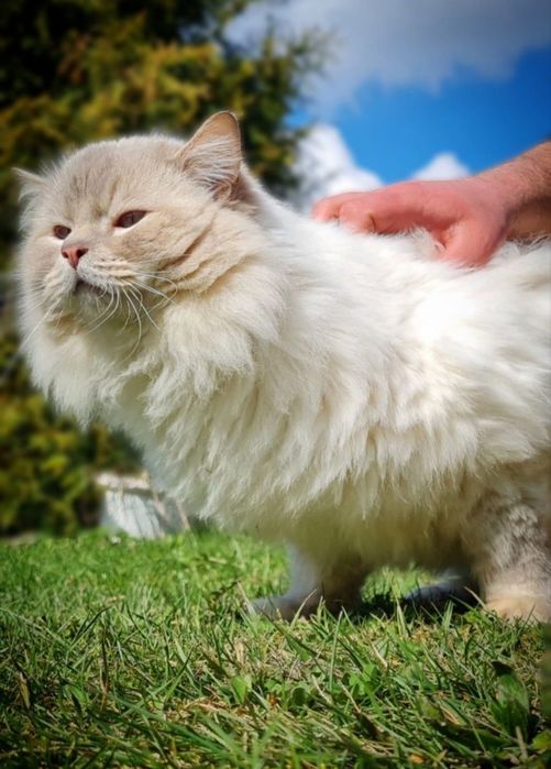 Ragdoll kociak gotowy do odbioru