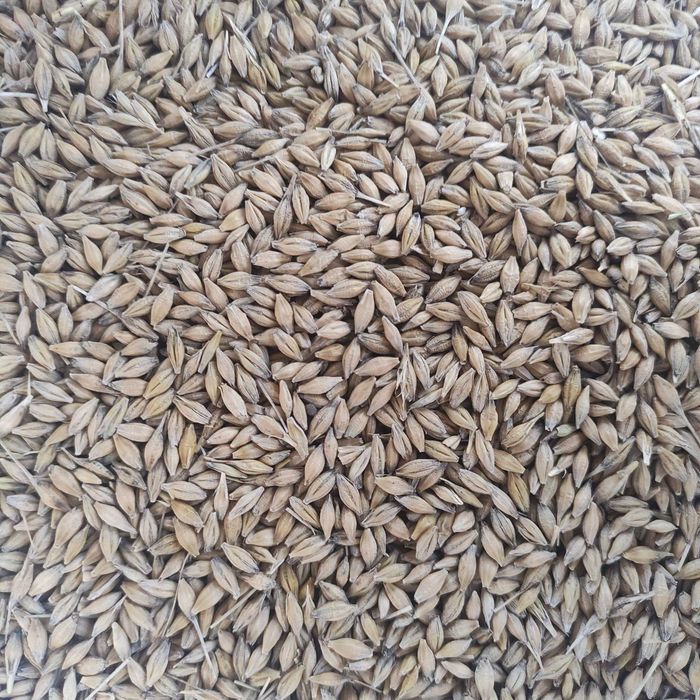 Jęczmień zimowy po centrali Groch Astronaute czysty