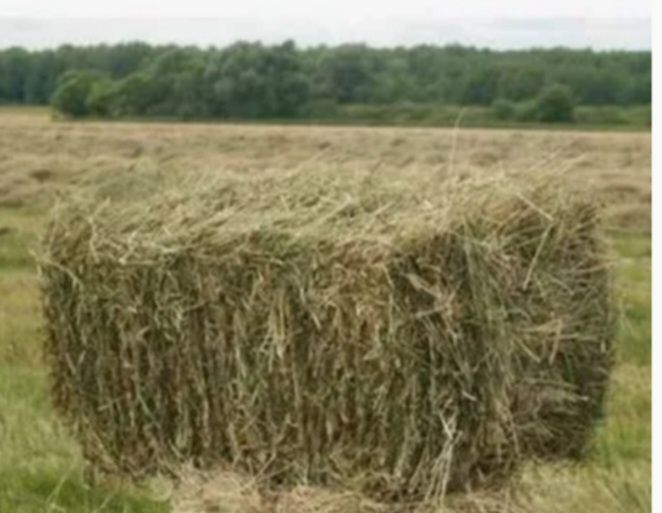 Продам сіно. Урожай 2026