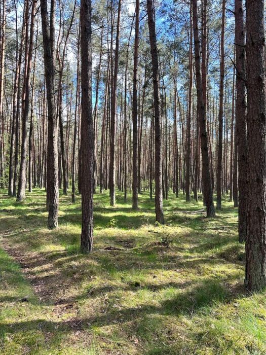 Działka leśna 1,56 ha z dostępem do drogi | Łapinóż-Rumunki, gmina Wąpielsk