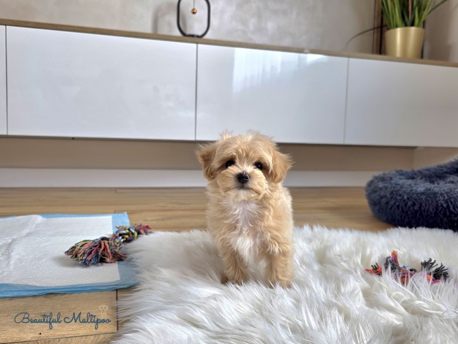 Rafi  piesek Maltipoo F1