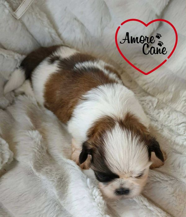 Śliczny piesek shih tzu-JACK.