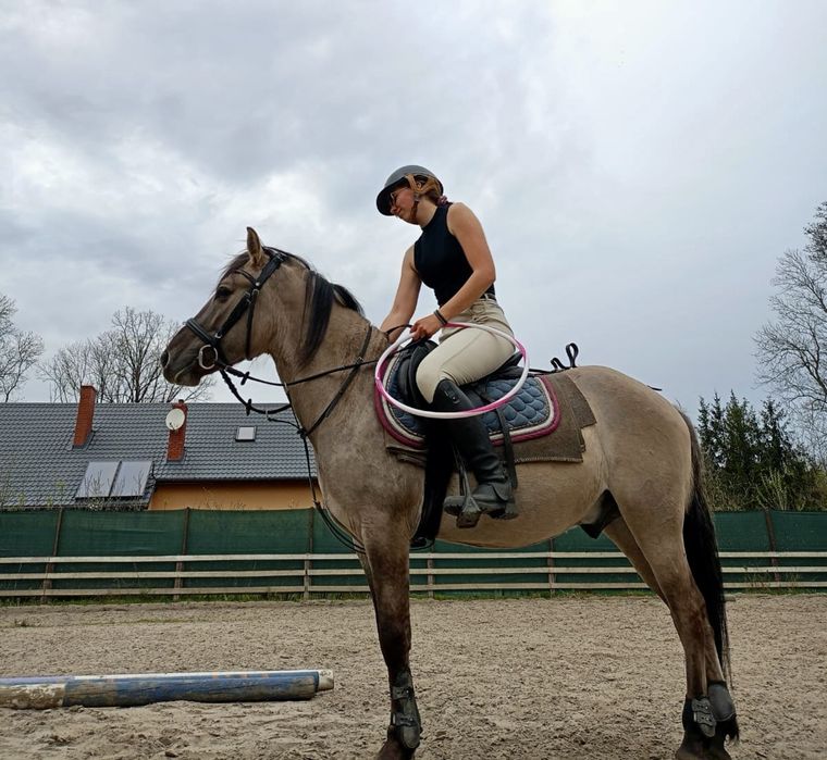 Wałach kuc kn 4 lata