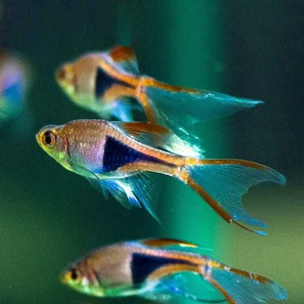 Razbora Klinowa Weloniasta