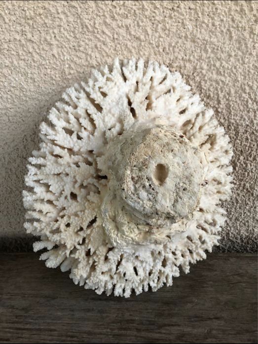 Coral branco - Acropora hyacinthus