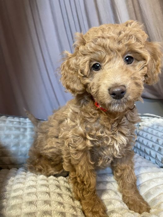 Becky Cavapoo F1B Pudel Miniaturowy & Cavapoo F1