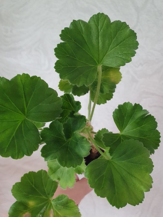 Пеларгонія/50 сортів