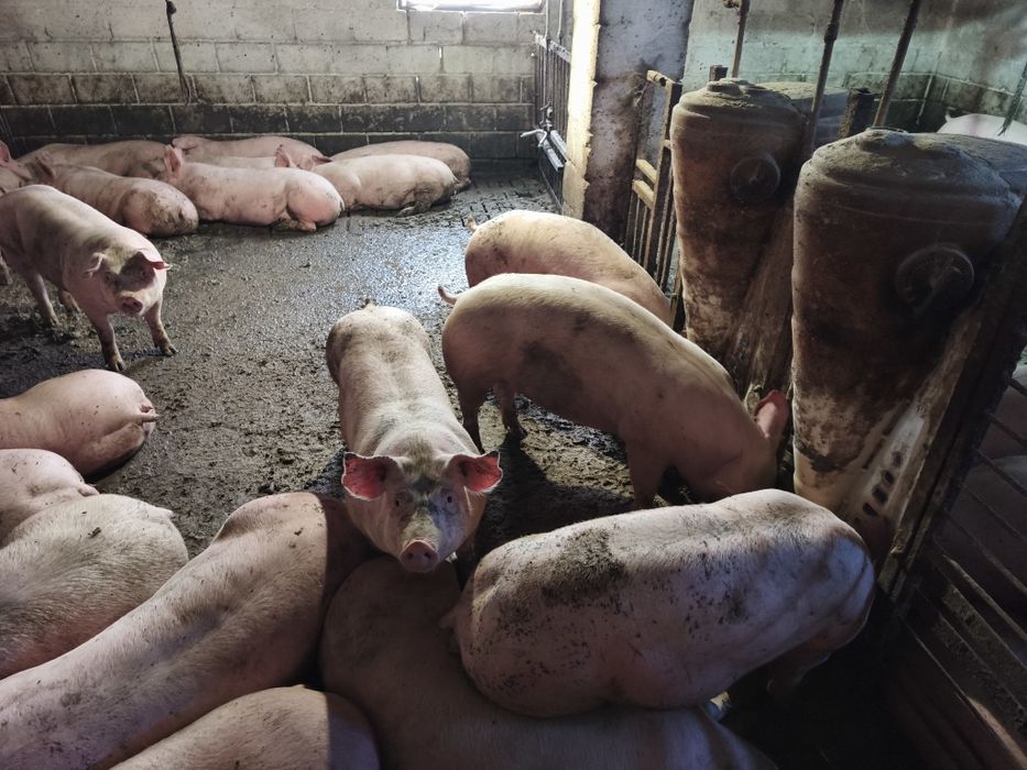 Продам відгодівлю 60голів