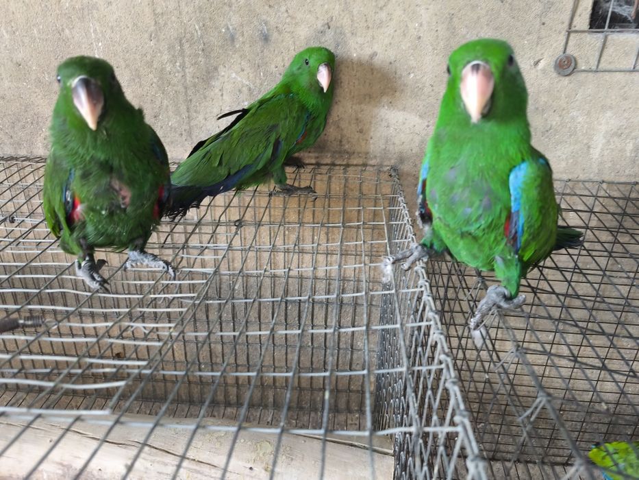 Papagaios écletus para acabar de criar à mão