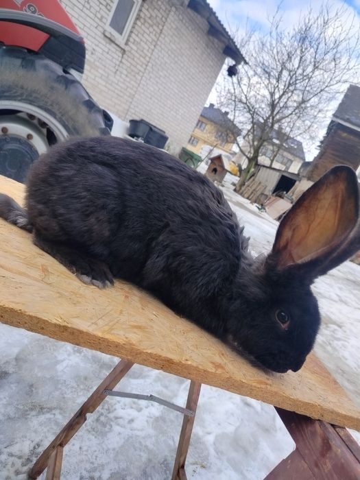 Witam sprzedam samicę Belgiska