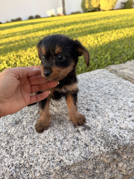 Yorkshire terrier X menina