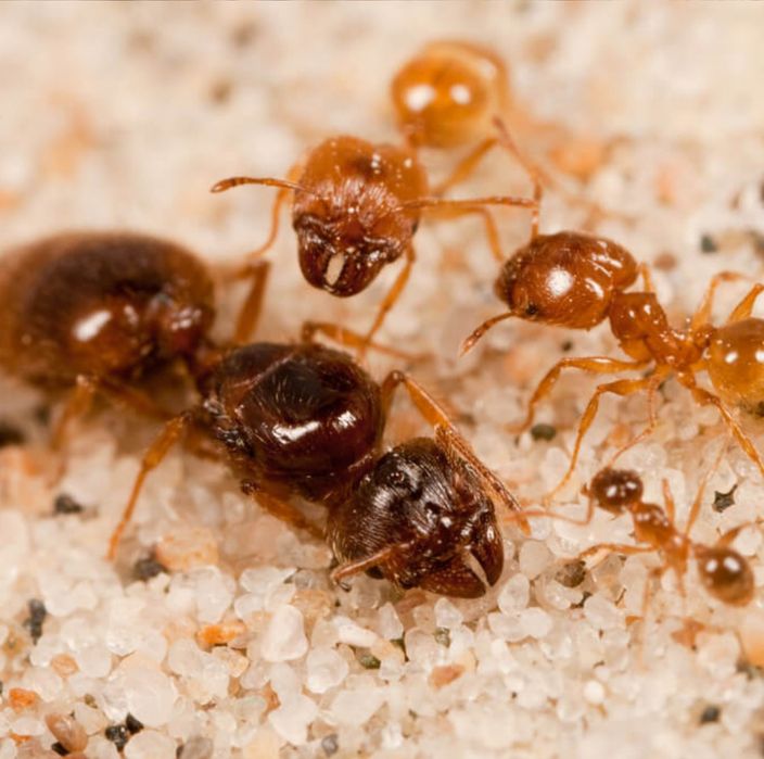 Экзотические муравьи Pheidole pallidula  с рабочими для муравьиной фермы! Корм в подарок!
