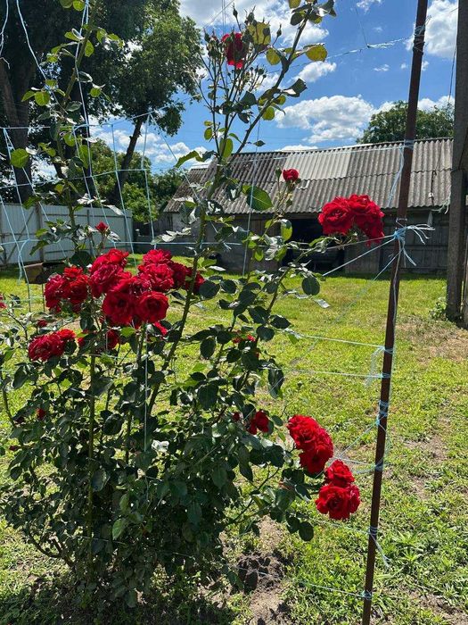 Продаж цегляного будинку з меблями с.Мостище, Козелецький район