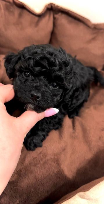 Чарівна дівчинка Мальтіпу