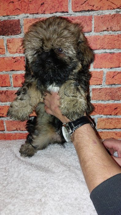 Piesek   Shih-tzu