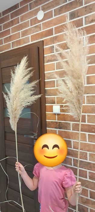 Trawa panpasowa kwiatostany