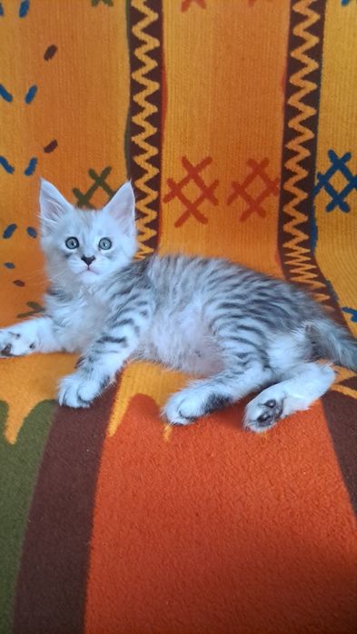 Kocurek z rodowodem FPL