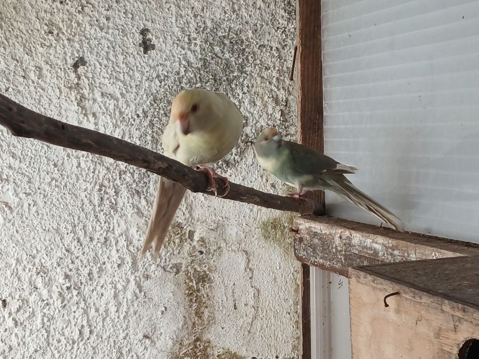 Kakarikis/Red Rumped/Agapone á venda