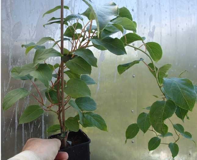 Mini Kiwi Duże sadzonki! Samopylne Issai ! z Własnej szkółki