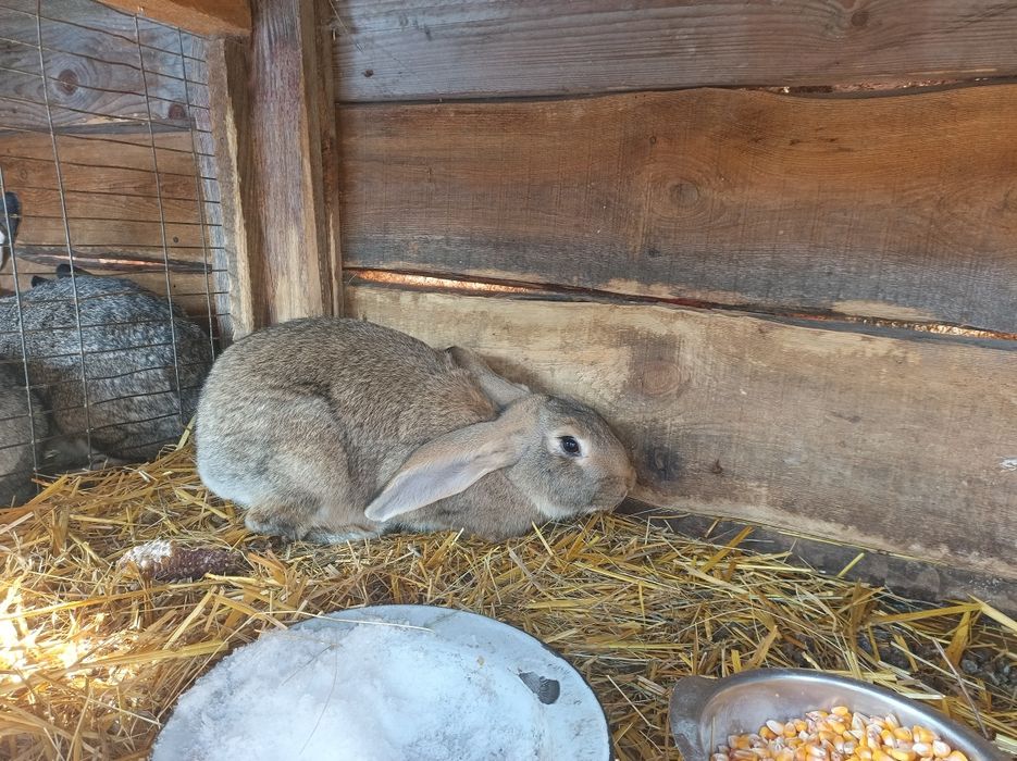 Продам кролів своїх