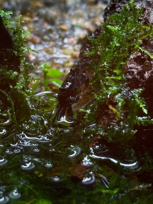Краб Вампір Денерлі (фіолетовий)- власного розведення.