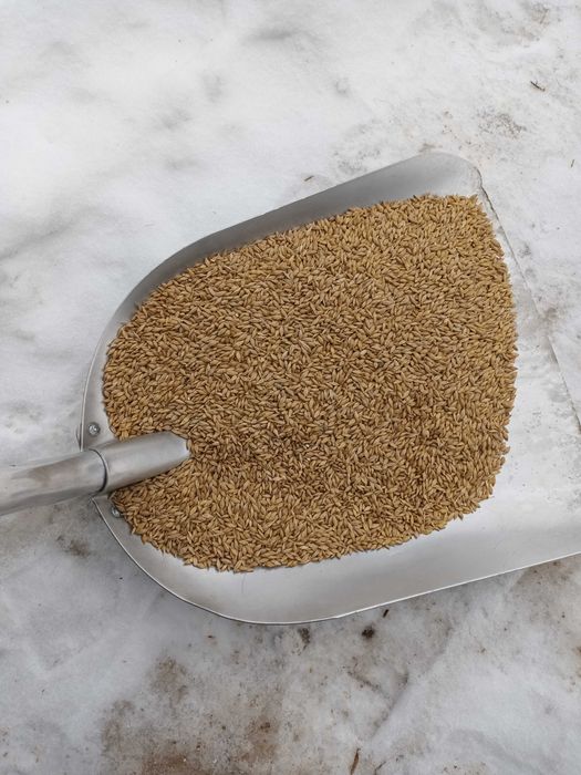 Jeczmien jary kws Haris