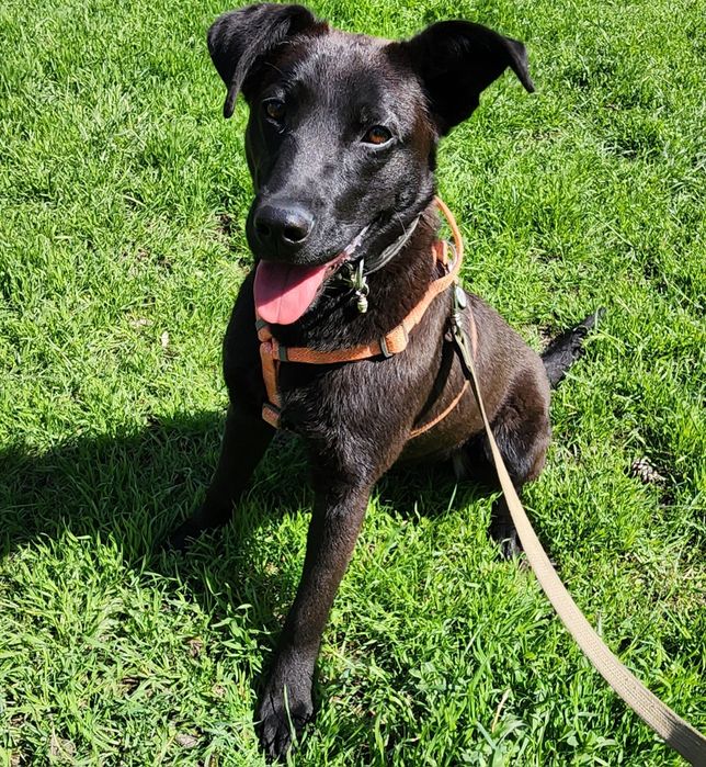 Метис лабрадора 10месяцев, девочка