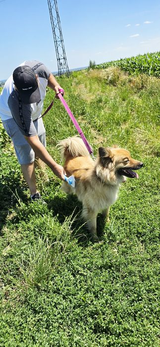 Przepiękny Bouli 4 letni samiec