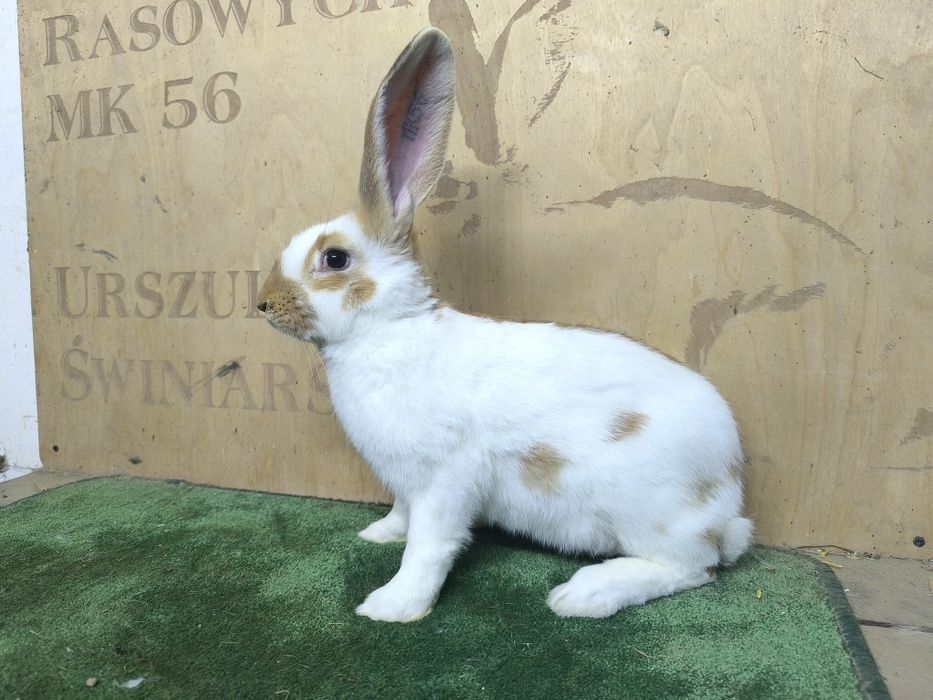 Olbrzym Srokacz Żółty rodowód samiec