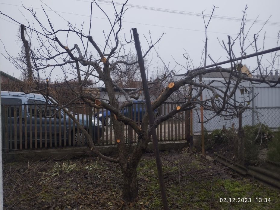 Обрізка дерев. Покіс трави, бурьяну. Стрижка газону. Стрижка кустів