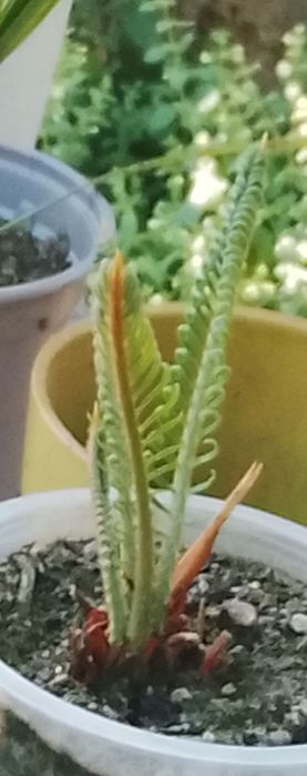 Cycas plantas para jardim pouca manutenção
