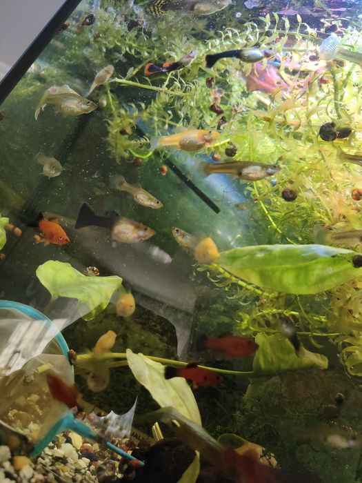 Rośliny Akwariowe Rybki głupiki glonojady nurzeniec,moczarka,rogatek